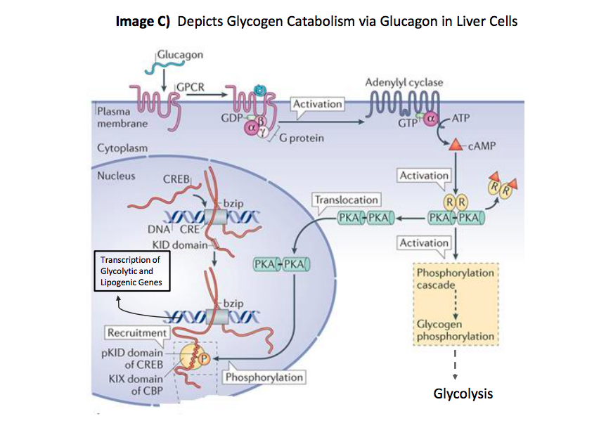 Solved Problem 1) The essential components of any signaling