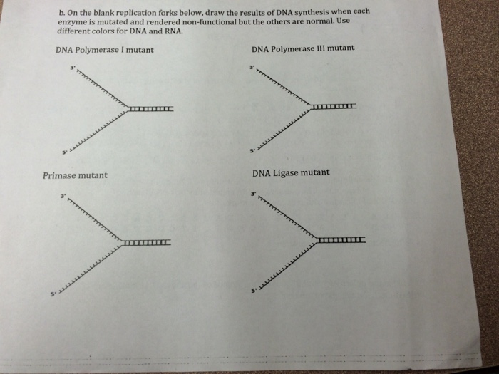 Solved On the blank replication forks below, draw the | Chegg.com