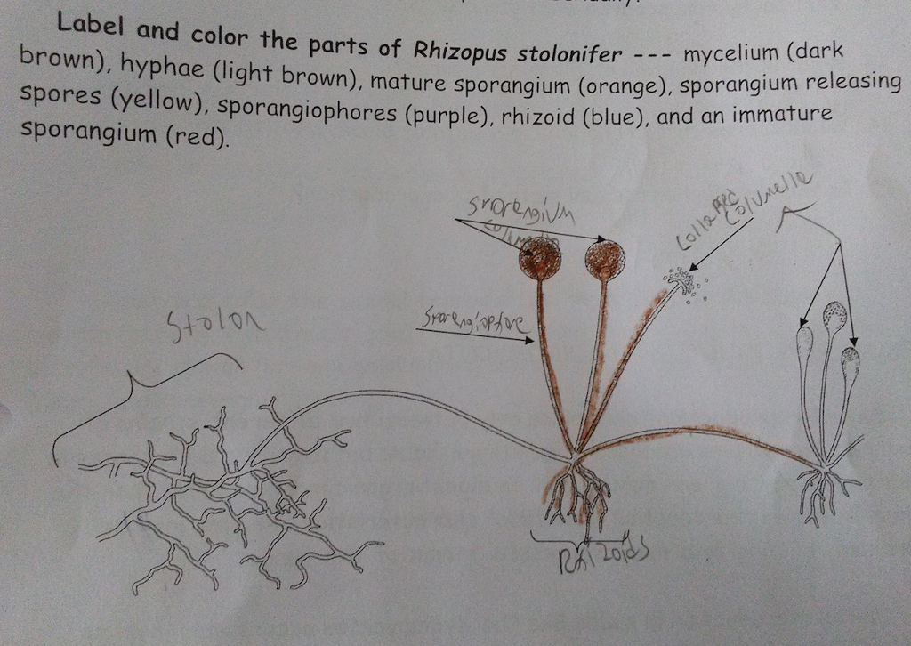 Rhizopus Labeled Diagram