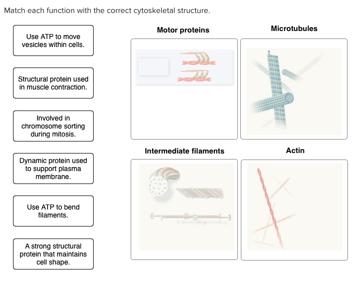 Solved Match each function with the correct cytoskeletal | Chegg.com
