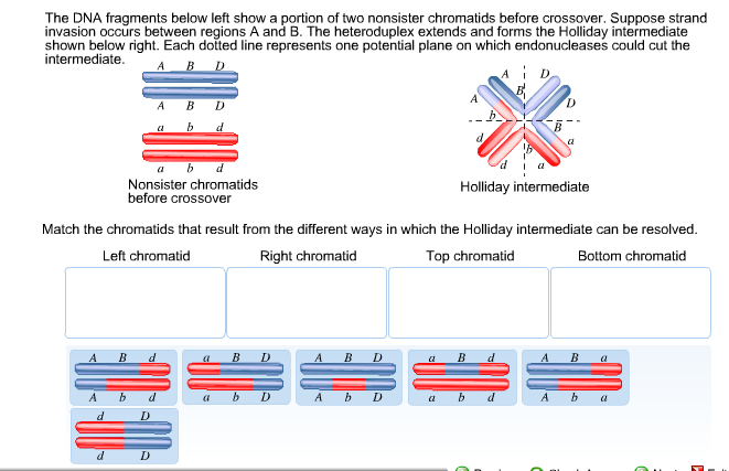 Solved The DNA fragments below left show a portion of two | Chegg.com