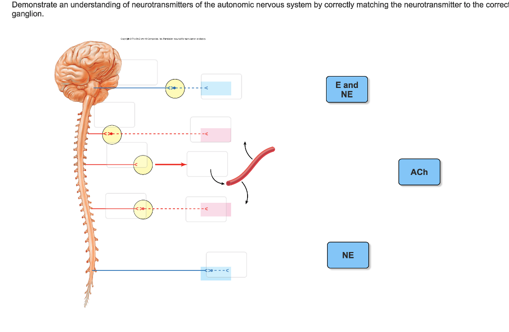 Solved: Demonstrate An Understanding Of Neurotransmitters | Chegg.com