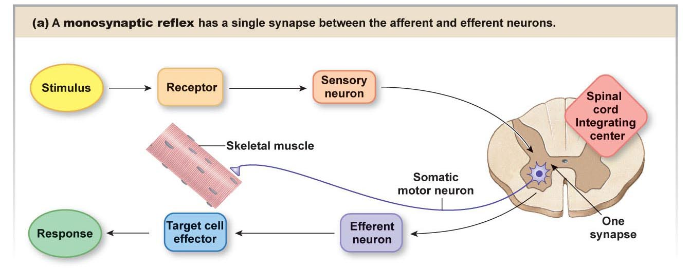 Solved In this monosynaptic pathway, the sensory neuron | Chegg.com