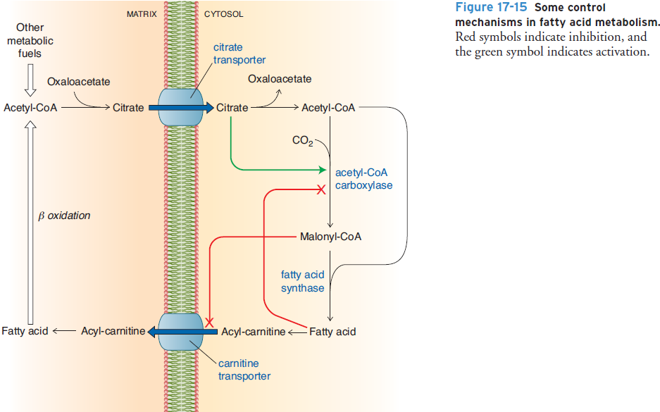 Solved BIOCHEMISTRY Regulation of fatty acid synthesis and