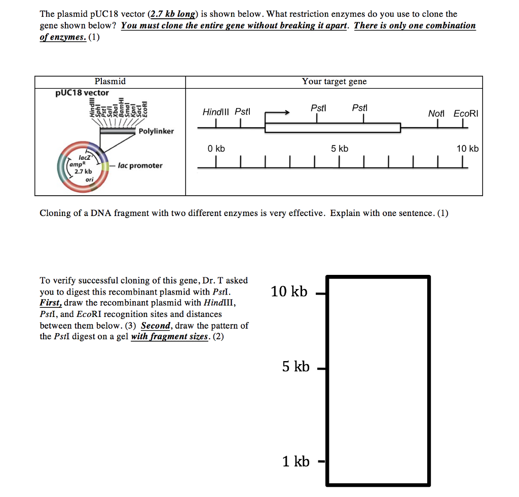 solved-the-plasmid-puc18-vector-2-7-kb-long-is-shown-chegg