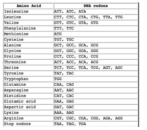 Solved Amino Acid DNA codons ATT, ATC, ATA CTT, CTC, CTA, | Chegg.com