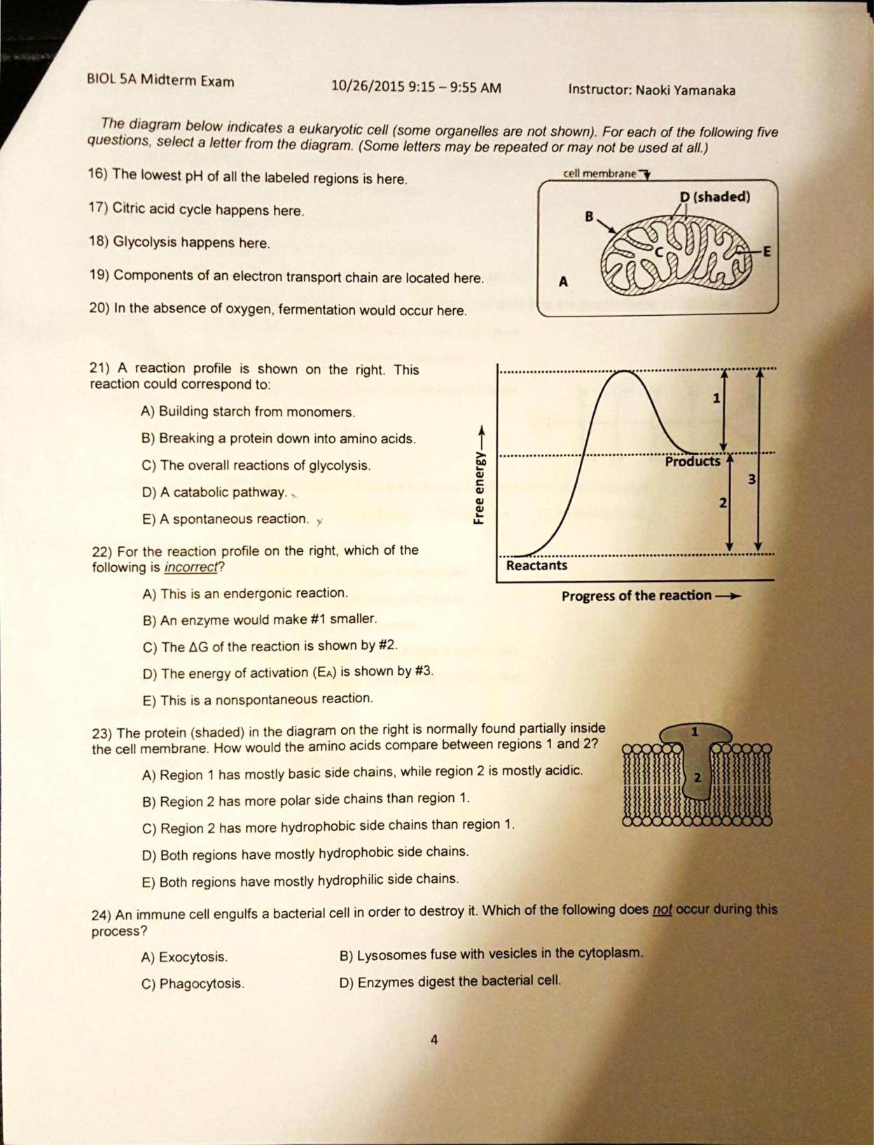 Solved The diagram below indicates a eukaryotic cell (some | Chegg.com