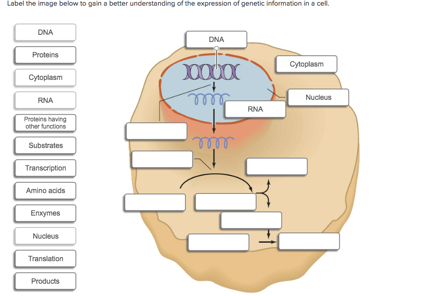 Solved Label the image below to gain a better understanding | Chegg.com