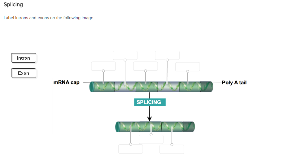 Solved Arrange the following parts and processes of | Chegg.com