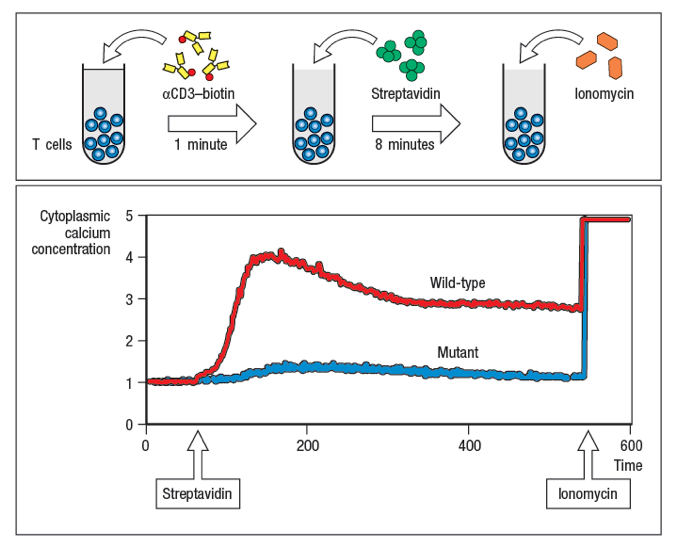 Solved A Commonly Used Assay To Measure Ca2 Influx In