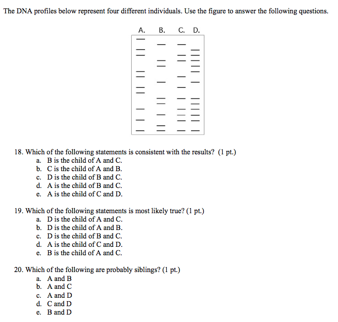 Solved The DNA profiles below represent four different | Chegg.com