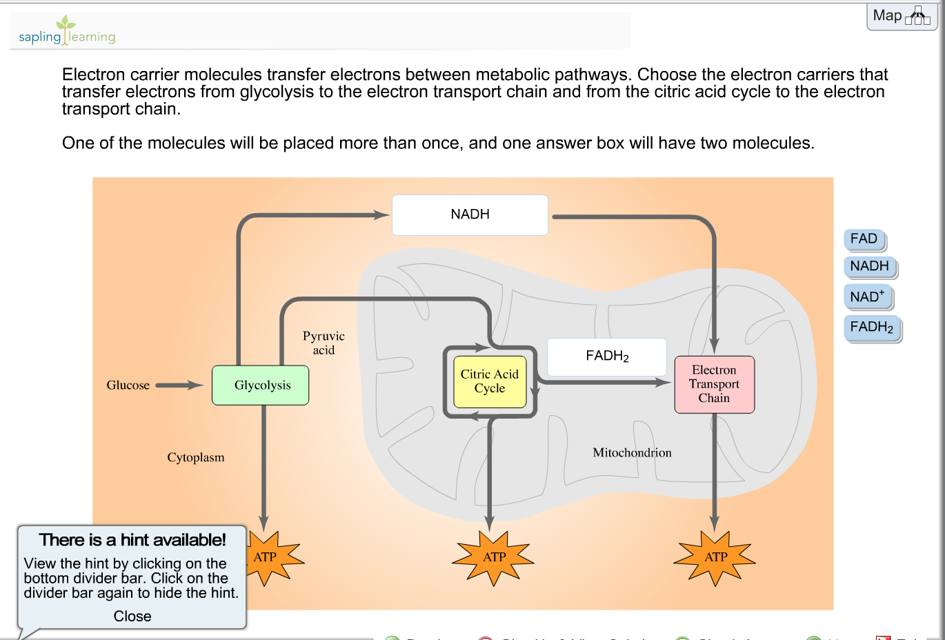 solved-map-sapling-learning-electron-carrier-molecules-tr-chegg