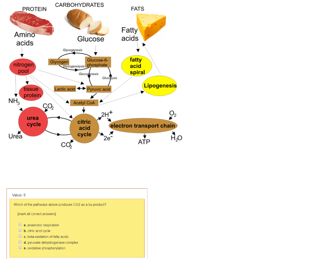 Solved CARBOHYDRATES ROTEIN FATS Amino acids Fatty acids