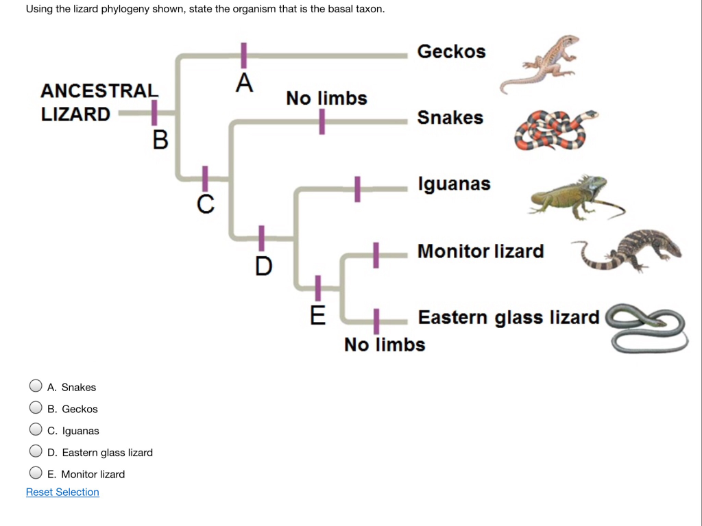 Solved Using The Lizard Phylogeny Shown, State The Organism | Chegg.com