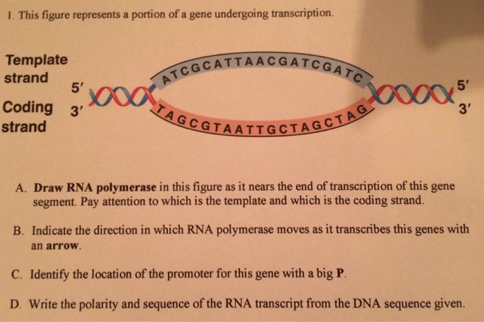Solved This figure represents a portion of a gene | Chegg.com