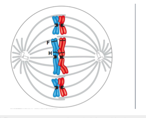 Solved Imagine you are using a microscope to observe a cell | Chegg.com