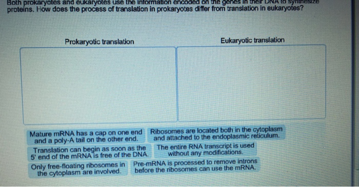 Solved Both prokaryotes and eukaryotes use the information | Chegg.com
