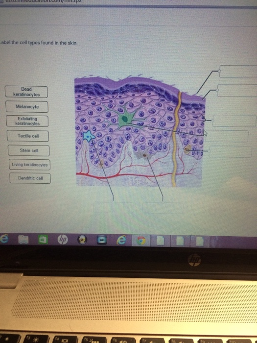 Solved Label the cell types found in the skin. | Chegg.com