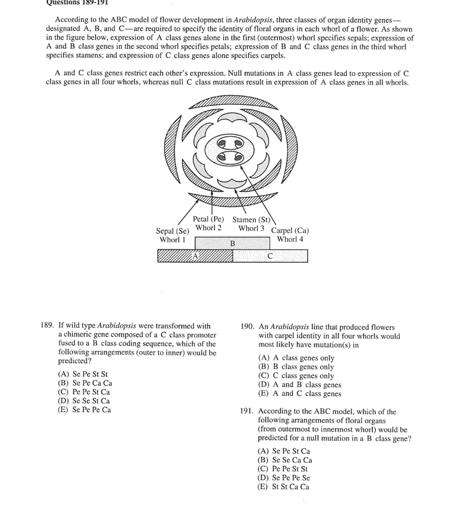 Solved According to the ABC model of flower development in | Chegg.com
