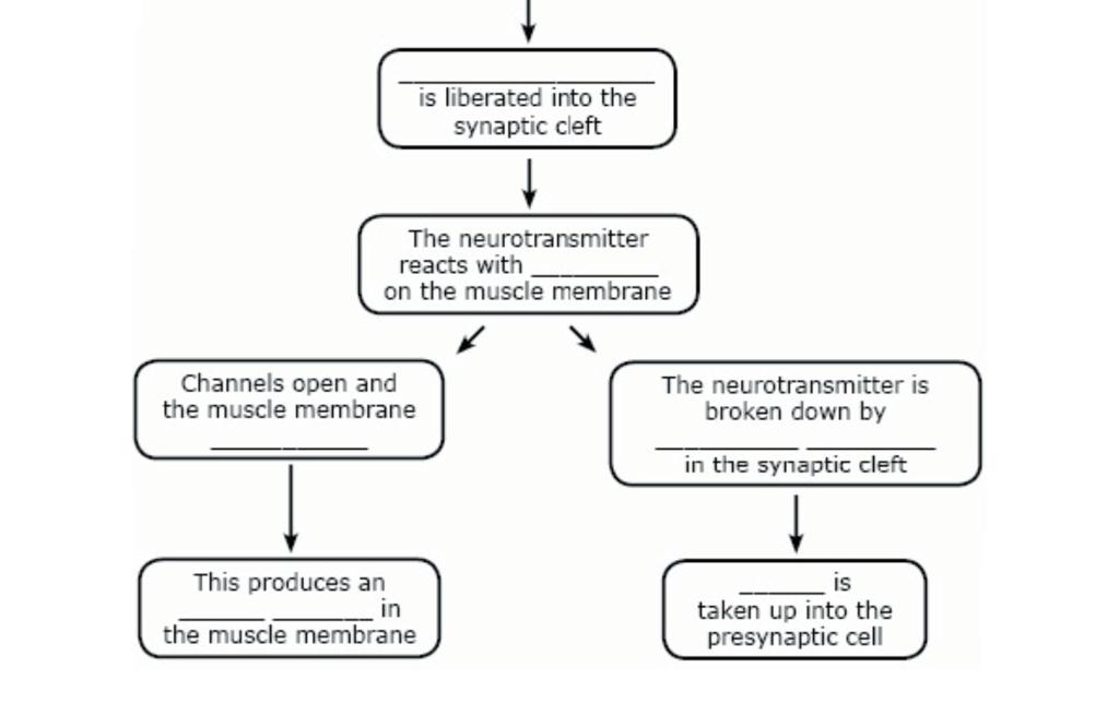 Solved The Neuromuscular Junction An action potential enters | Chegg.com