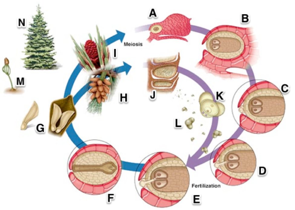 Solved Label the following image of the pine life cycle | Chegg.com