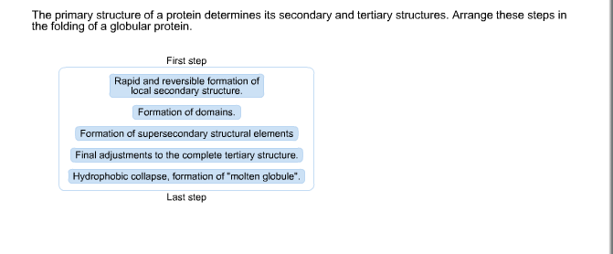 Solved The primary structure of a protein determines its | Chegg.com