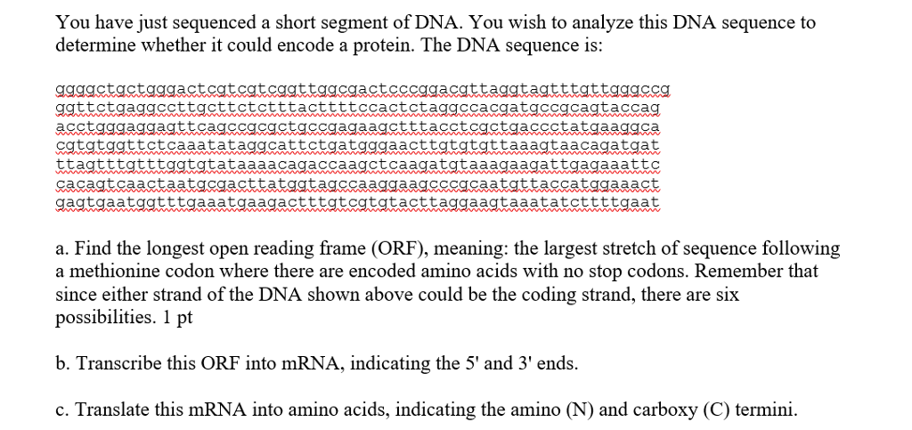 Solved You have just sequenced a short segment of DNA. You | Chegg.com