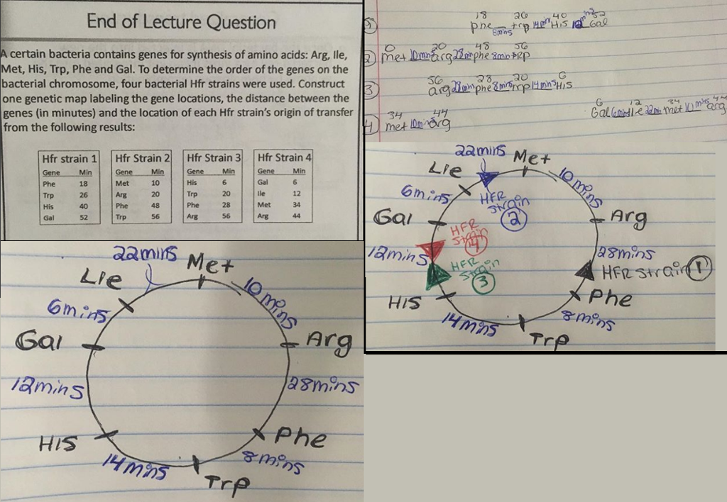 End of Lecture Question A certain bacteria contains | Chegg.com
