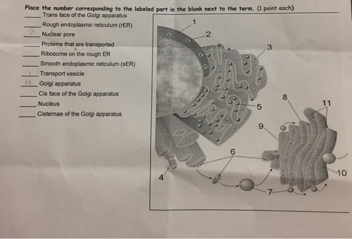 Solved Place the number corresponding to the labeled part in | Chegg.com