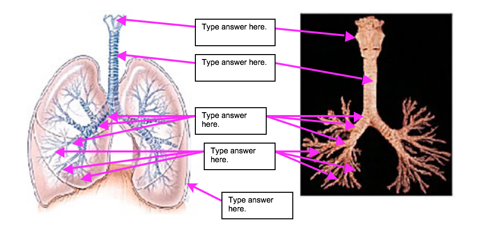 Solved Type answer here Type answer here. Type answer here | Chegg.com