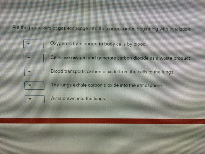 Solved Put The Processes Of Gas Exchange Into The Correct Chegg