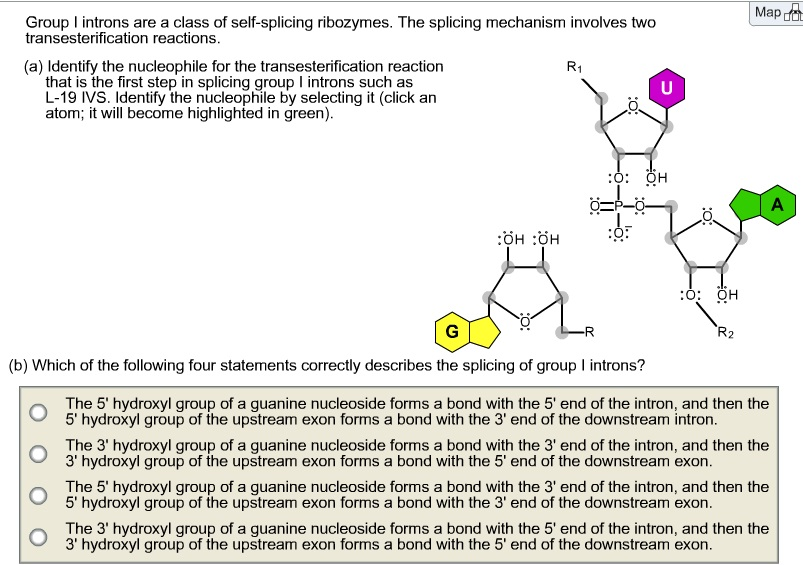 Solved Map Group I introns are a class of self-splicing | Chegg.com