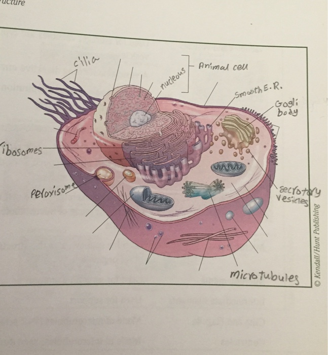 Solved ucture ibosomes An mal cell obth E. R. Gogli body | Chegg.com