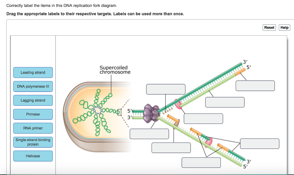 Хлоропласт имеет днк. Репликация ДНК В хлоропластах. Строение хлоропласта репликация ДНК. Хлоропластный геном. ДНК лейбл.