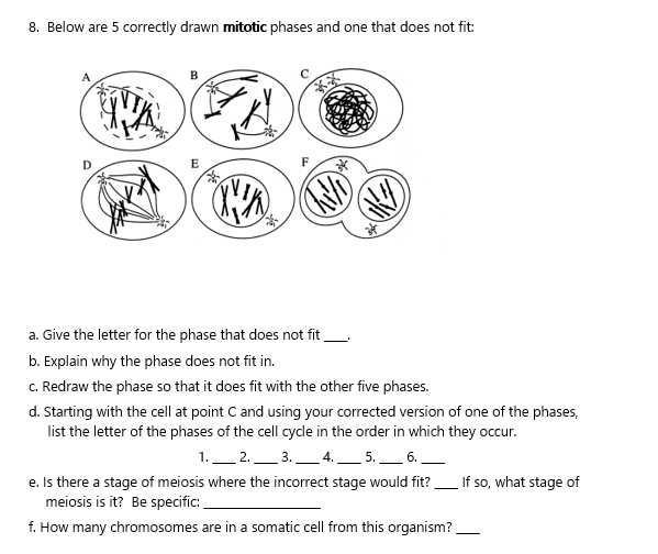 Solved Below Are 5 Correctly Drawn Mitotic Phases And One 