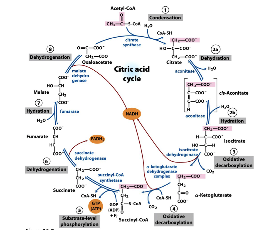 Solved Acetyl-CoA Condensation CoA-SH citrate synthase Ho | Chegg.com