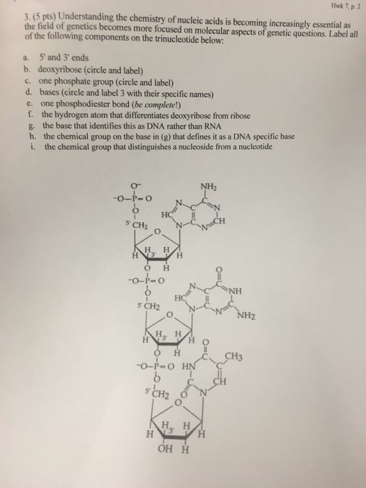 Solved Understanding the chemistry of nucleic acids is | Chegg.com