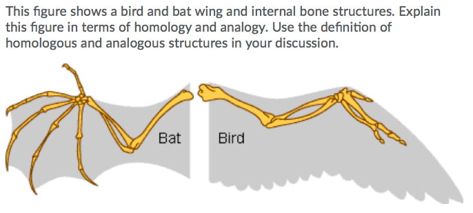 Bat Wing Bones