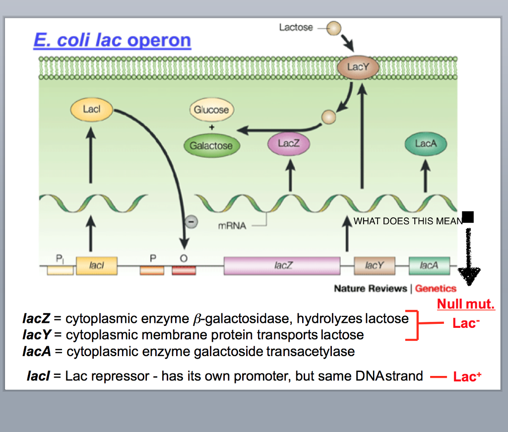 Lac Operon Review