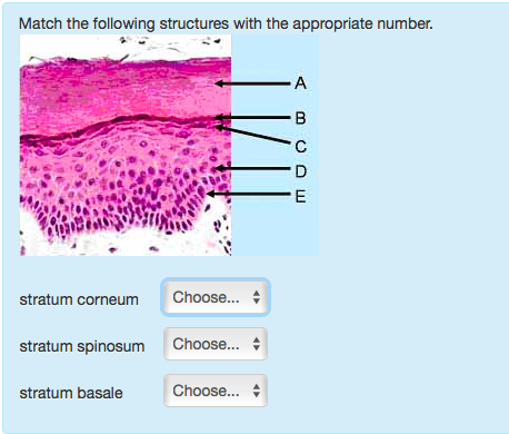 From Stratum Corneum To Stratum Basale Drag Learn - 7mo88yi