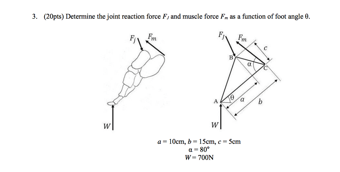 Determine the joint reaction force F_J and muscle