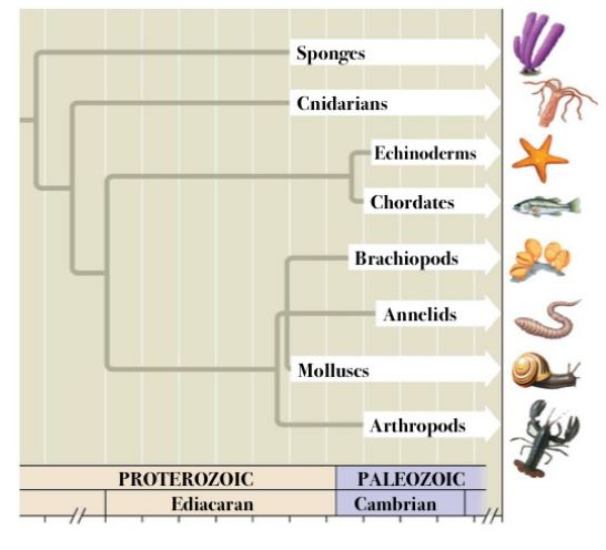 Solved PROTEROTOIC Ediacaran Sponges Cnidarians Echinoderms | Chegg.com