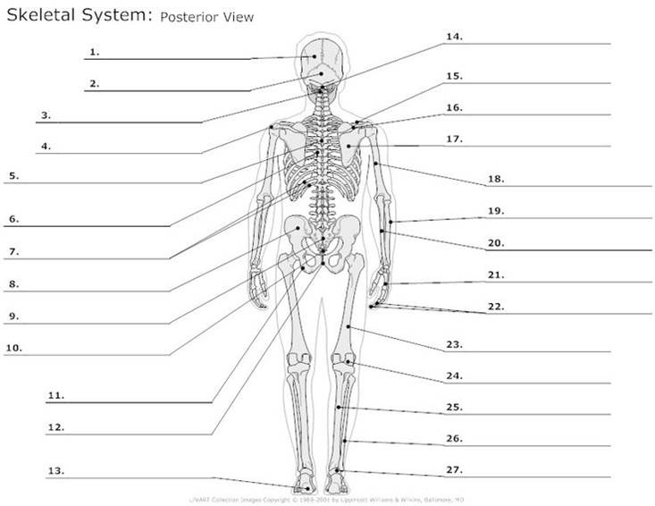 Skeletal System Unlabeled