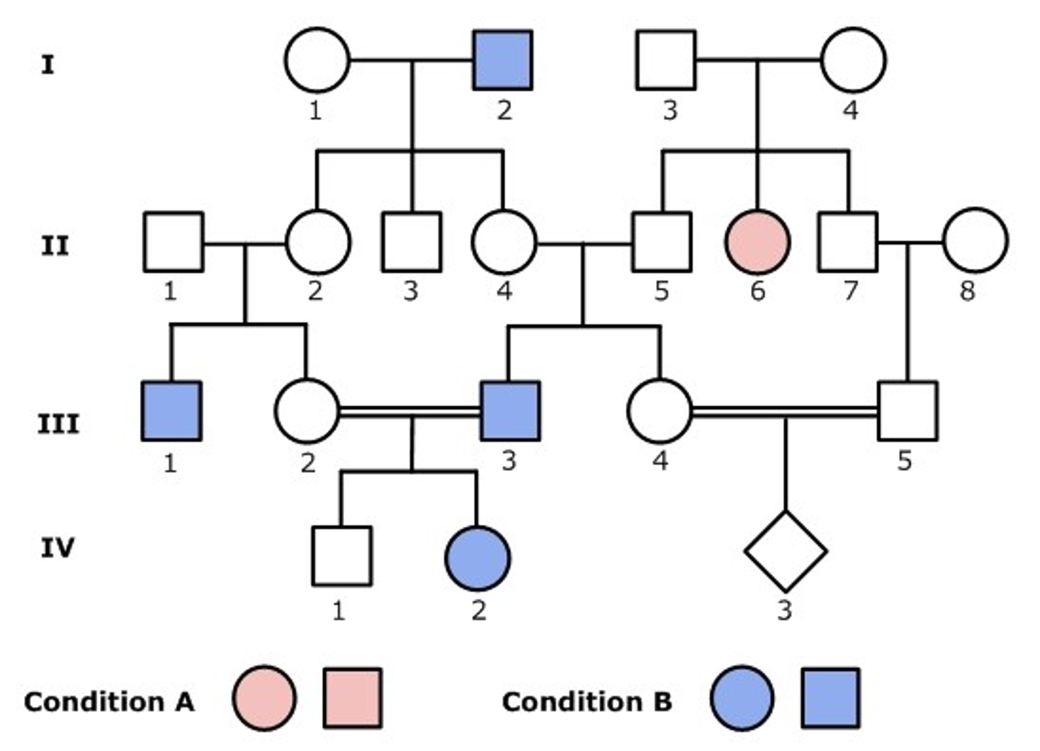 Solved 28. You Are Investigating The Inheritance Of Two Rare | Chegg.com