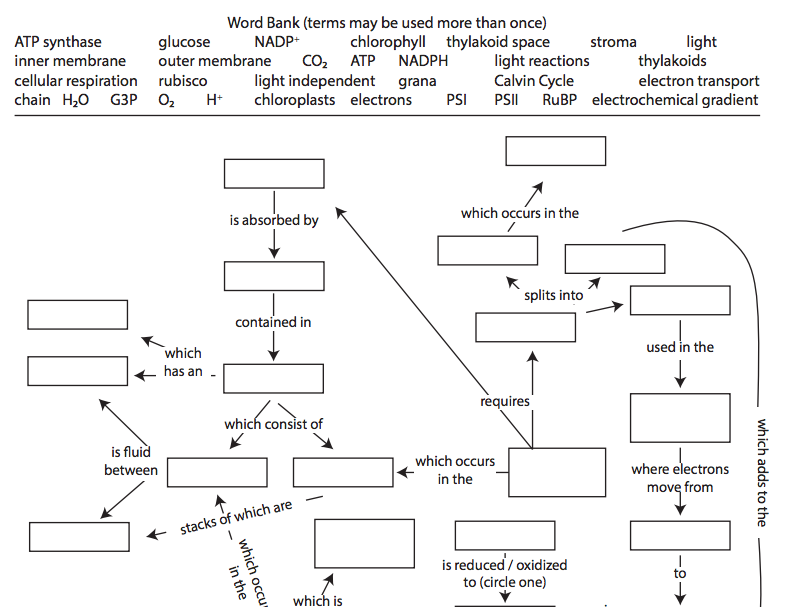 Photosynthesis And Cellular Respiration Concept Map - Maping Resources