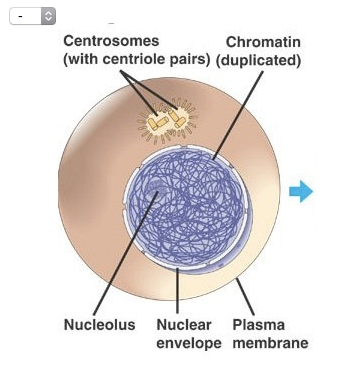 Solved Spindle Metaphase plate Centrosome at one spindle | Chegg.com