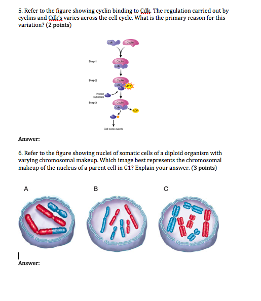 Solved 5. Refer To The Figure Showing Cyclin Binding To Cdk, 