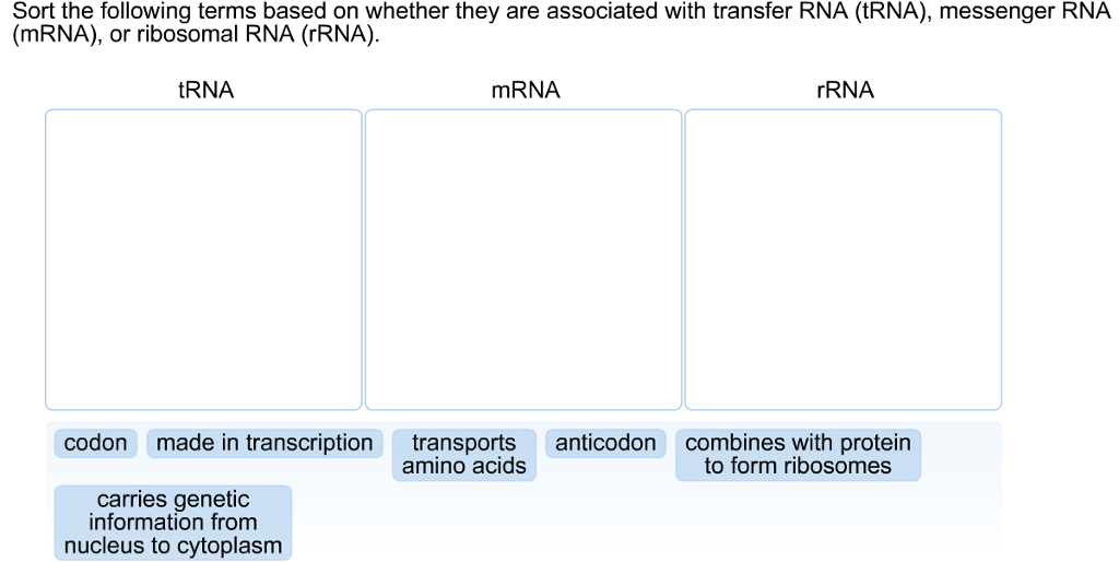 in messenger rna each codon specifies a particular