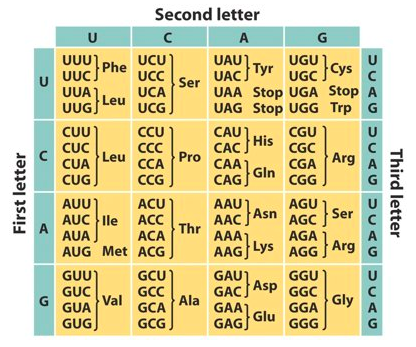 Solved The following DNA is part of a gene (not necessarily | Chegg.com