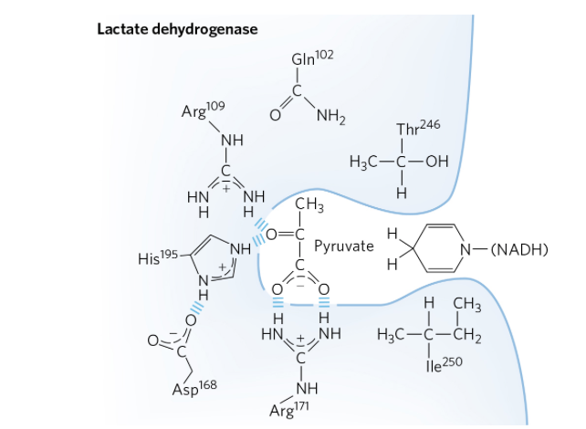 Lactate dehydrogenase Reaction. НАДН дегидрогеназа. NADH дегидрогеназа. Дегидрогеназы аминокислот.